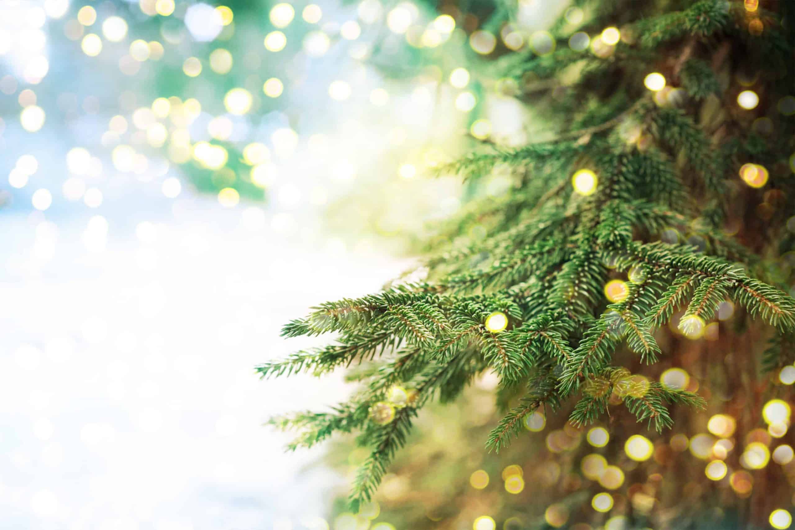 Why I Buy An Organic Christmas Tree (and Lead Free Christmas Lights 