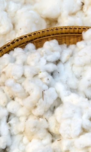 What is Organic Cotton and Is It Worth It?