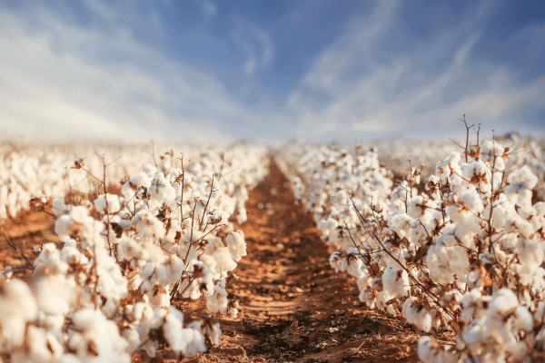 organic cotton field 