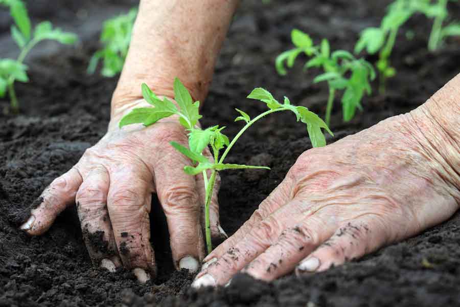 Persons hand planting a small green plant in soil