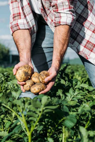 Man Harvesting Potatoes on a Farm