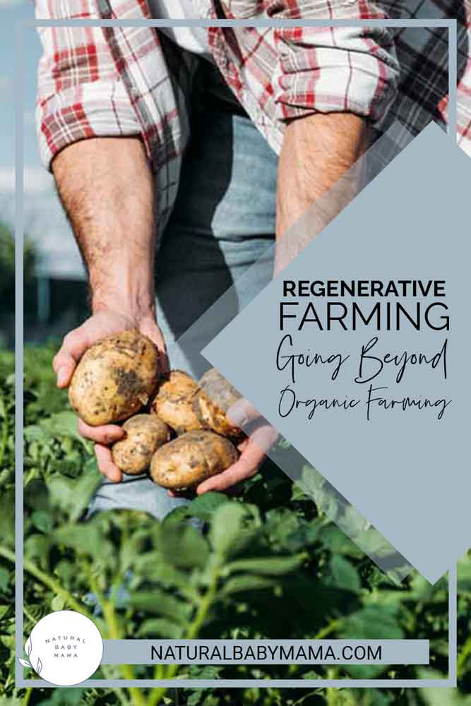 Man Harvesting Potatoes on a Farm Pinterest Image