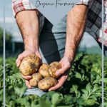 Man Harvesting Potatoes on a Farm Pinterest Image