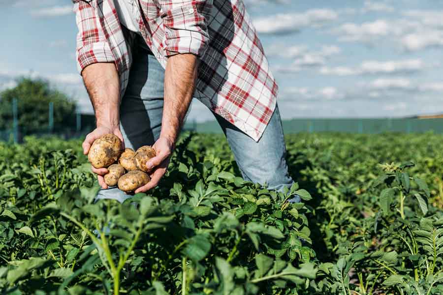 Man Harvesting Potatoes on a Farm