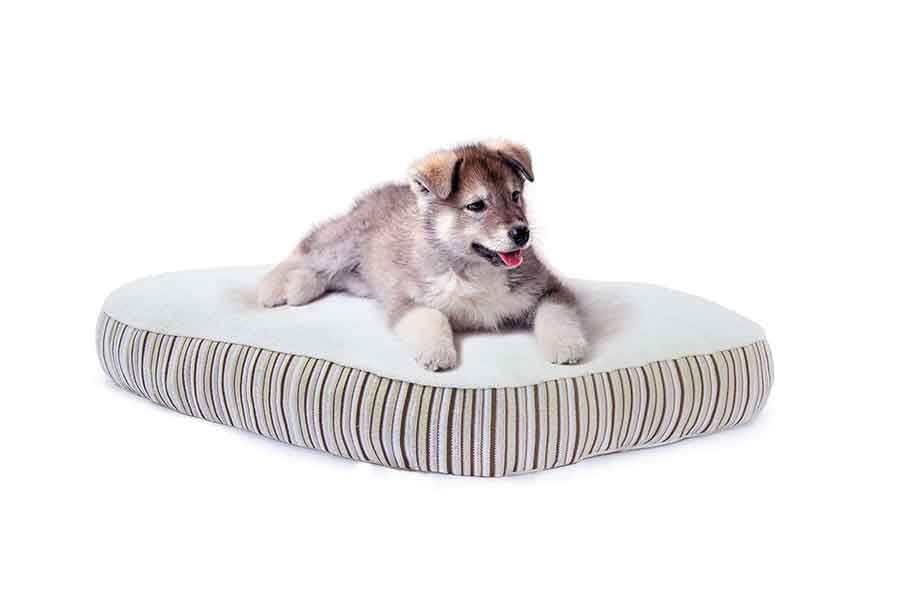 My Essentia Dog Mattress - Puppy Laying on White and Patterned Dog Bed