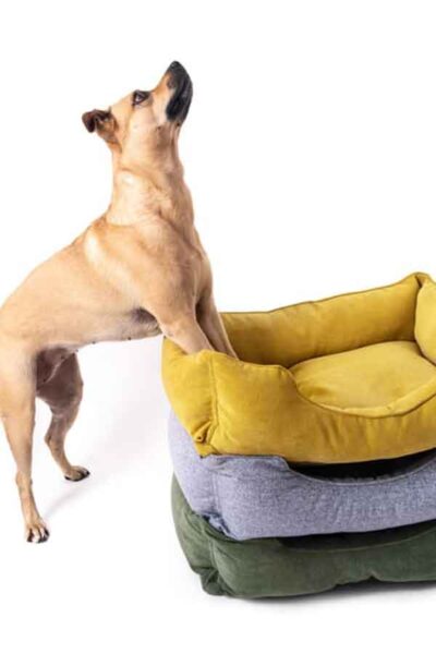 Non Toxic Dog Beds Feature Image - Dog Standing on top of 3 colored dog beds