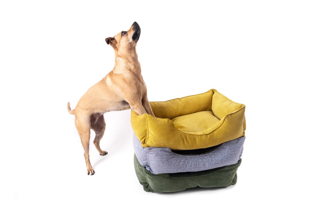 Dog standing on 3 different colored dog beds. 