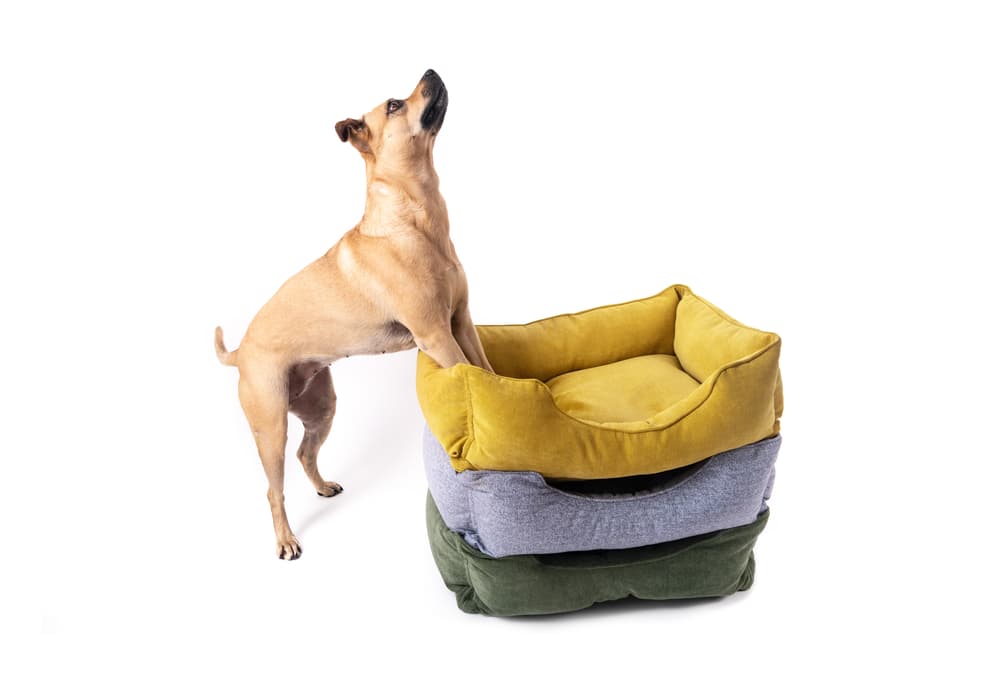 Savvy rest dog outlet bed