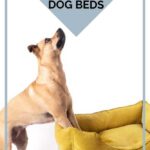 Organic Non Toxic Dog Beds Pinterest Image - Dog Standing on 3 Dog Beds