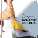 Organic Non Toxic Dog Beds Pinterest Image - Dog Standing on 3 Dog Beds