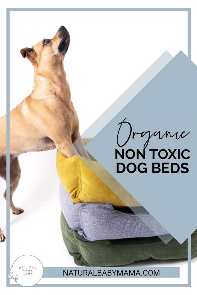 Organic Non Toxic Dog Beds Pinterest Image - Dog Standing on 3 Dog Beds