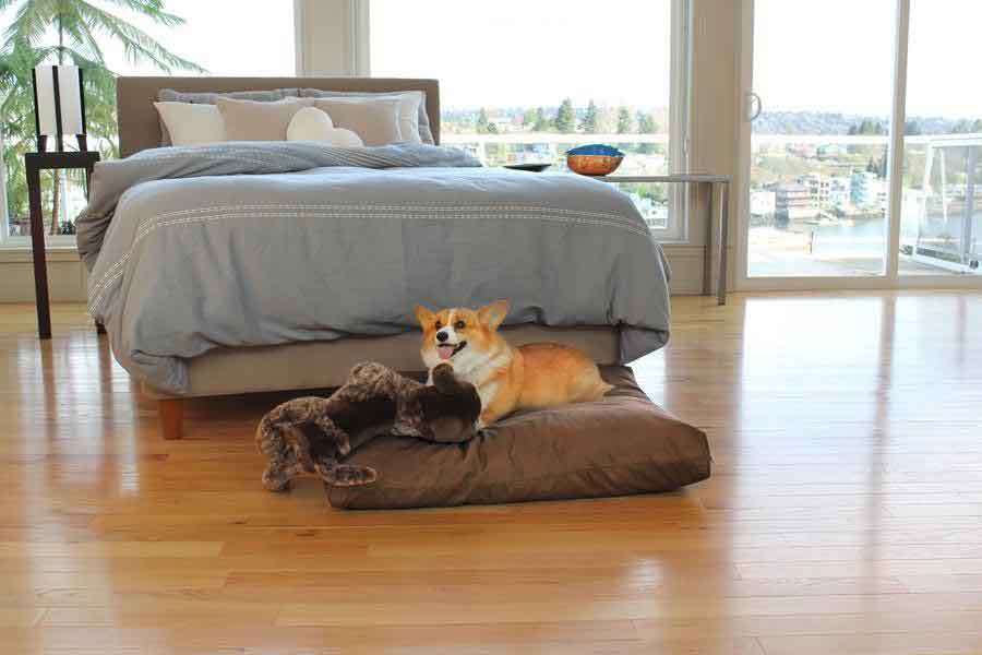 Soaring Heard Dog Mattress - Brown and White Dog in Bedroom Laying on Brown Dog Bed