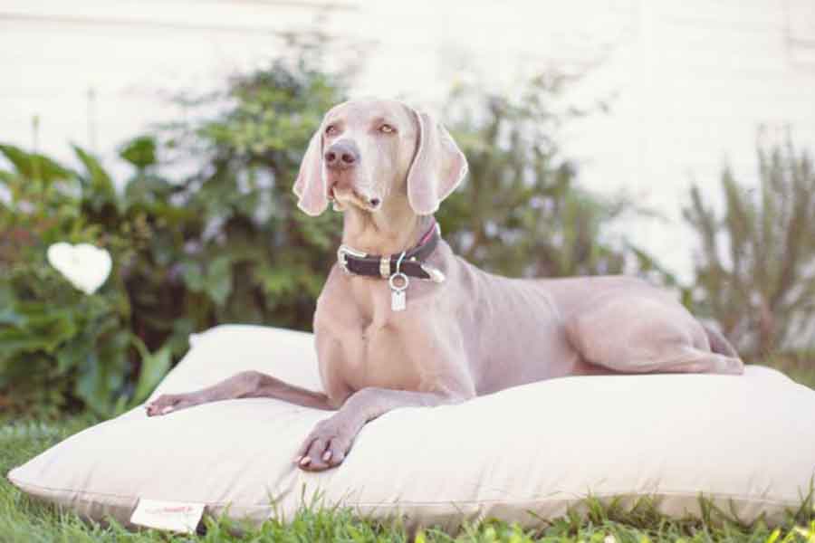 The Futon Shop Dog Bed - Big grey dog laying on white dog bed in the grass