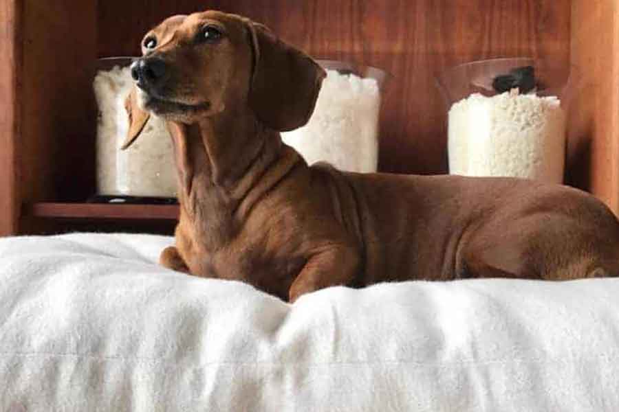 Saavy Rest Organic Dog Beds - Brown Dachshund Laying on White Dog Bed